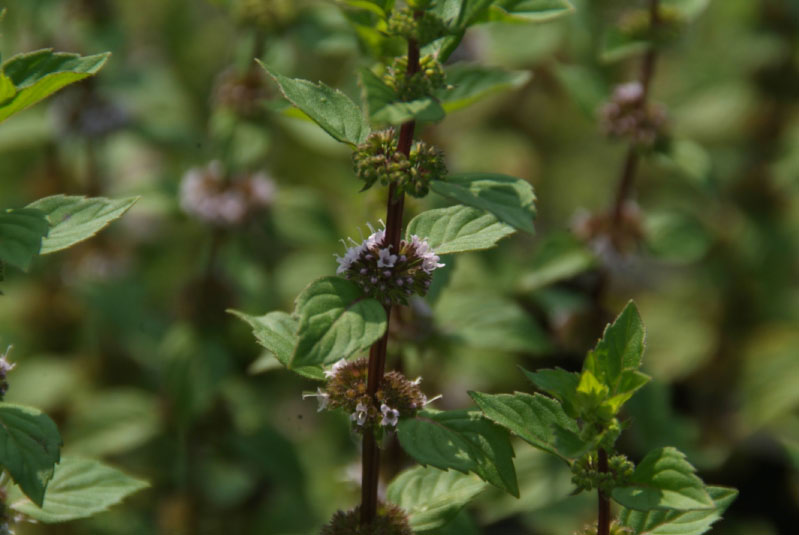 Mentha x gentilis 'Variegata' Palingkruid, Gembermunt bestellen